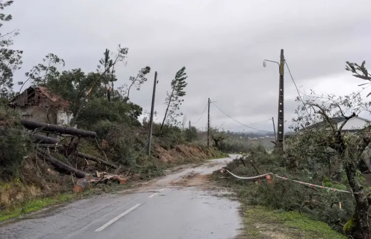 Estrada com imensas árvores